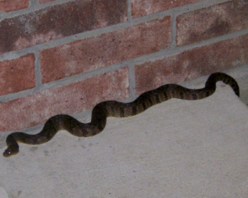 yılan, snake, haşeremarket, pest control